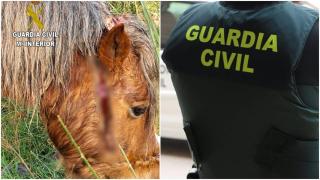 Investigan a un vecino de Vigo por maltrato animal tras hallar un caballo con una cadena incrustada en la cabeza