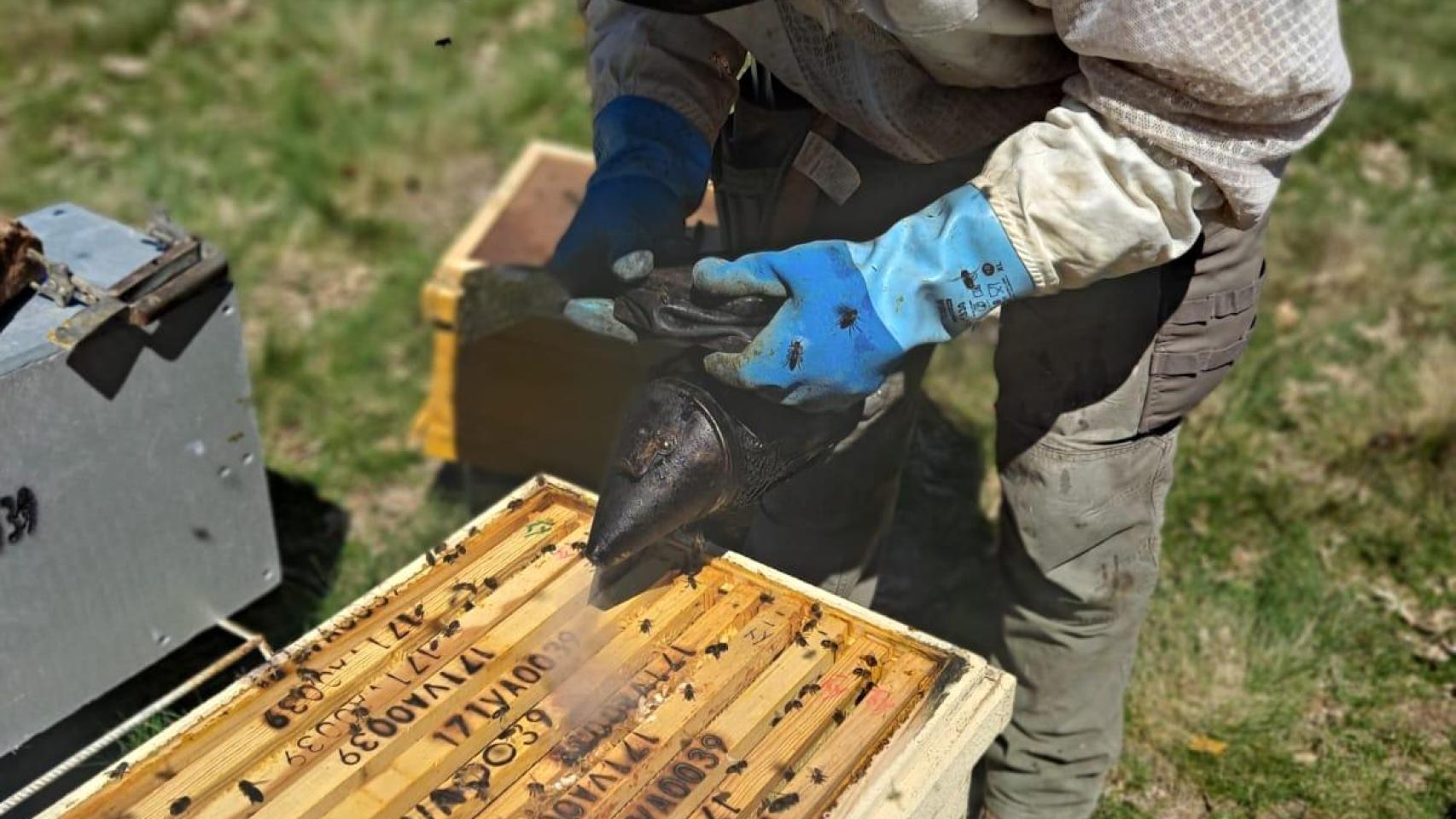 El apicultor vallisoletano trabaja sobre una de las colmenas de abejas