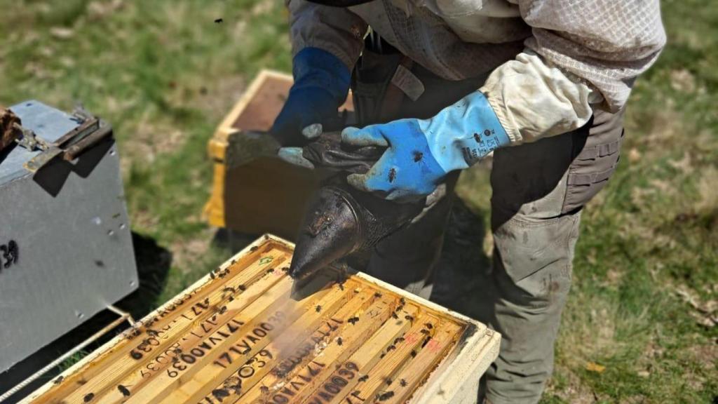 El apicultor vallisoletano trabaja sobre una de las colmenas de abejas