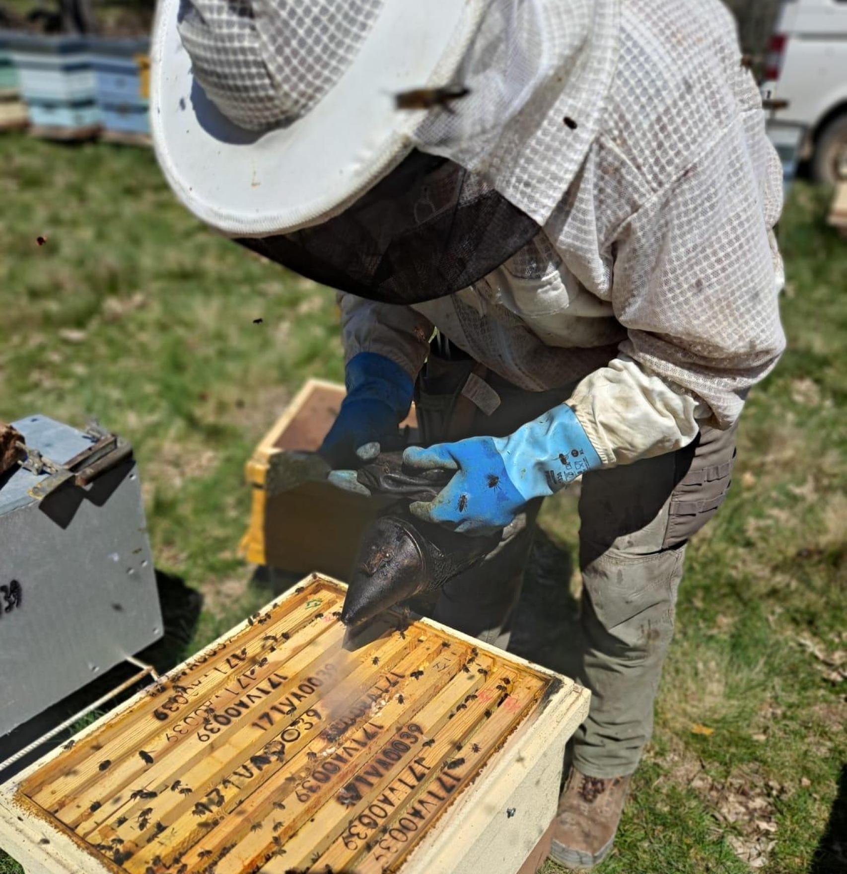 El apicultor vallisoletano trabaja sobre una de las colmenas de abejas