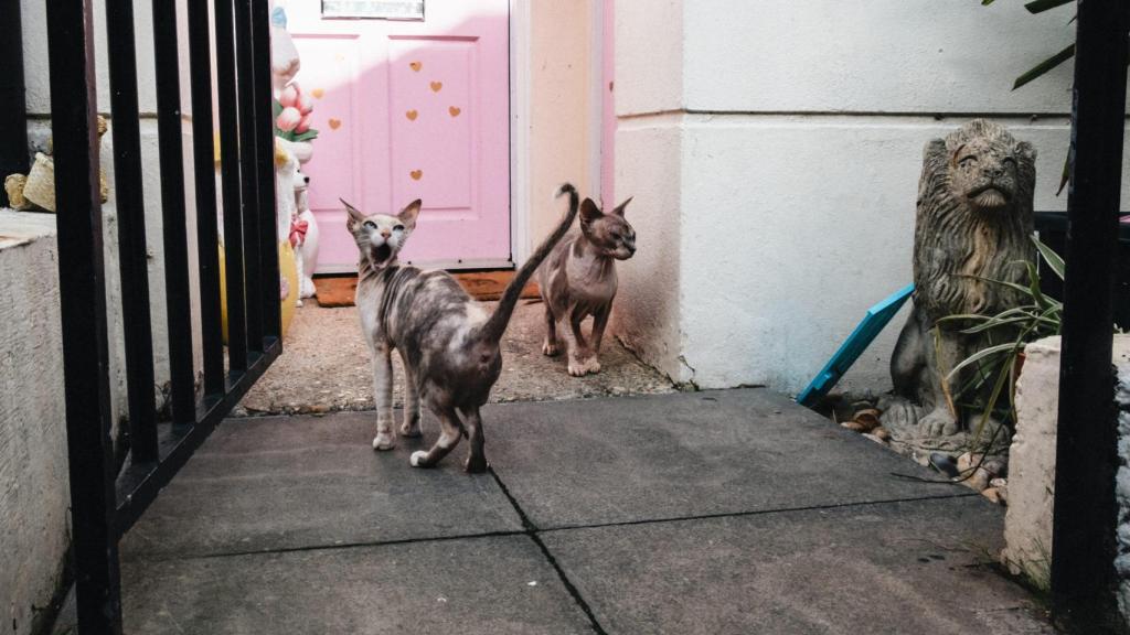 Gatos en un patio.
