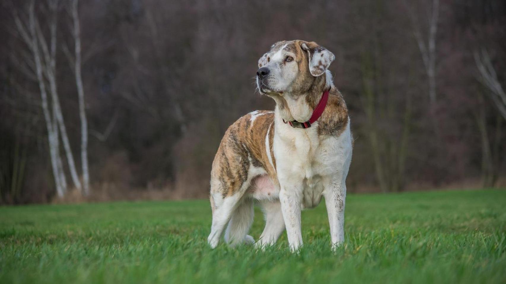 Un perro de raza mastín