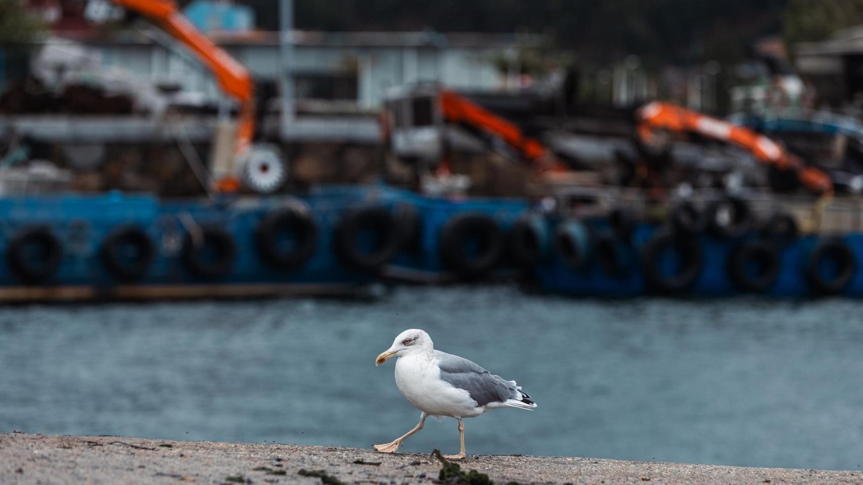 Una gaviota en el Puerto de Cangas en la Ría de Vigo, a 17 de octubre de 2023, en Cangas