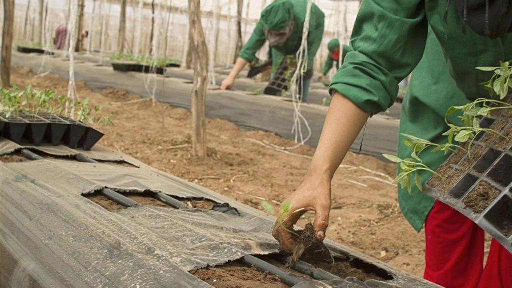 Una persona trabajando en labores agrarias.