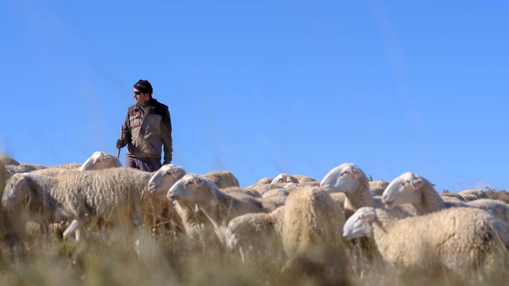 Alto Gállego Rasa Aragonesa, ganaderos socios de Oviaragón.