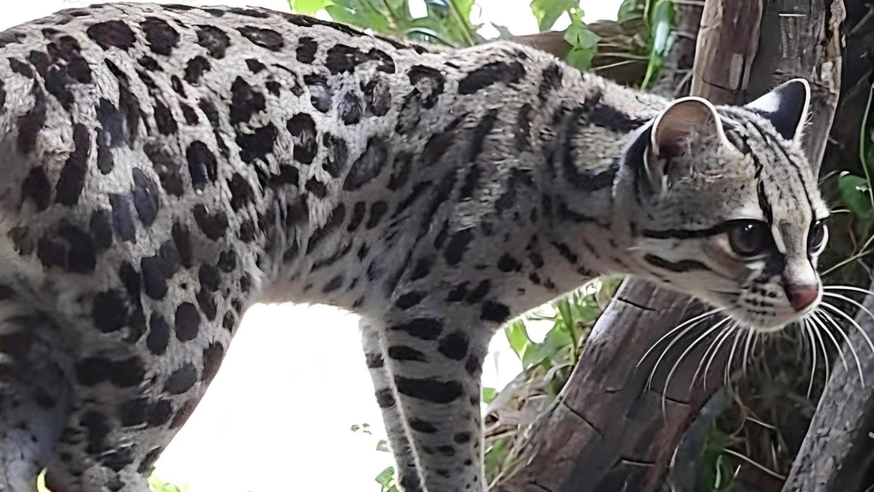 El nuevo margay llegado a Terra Natura.