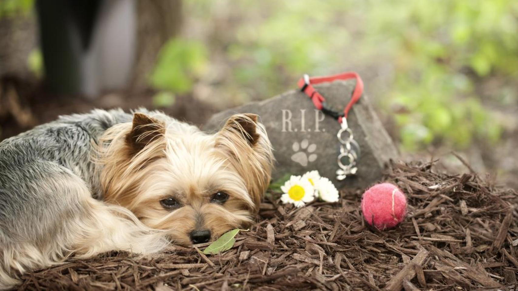 Un perro encima de una tumba