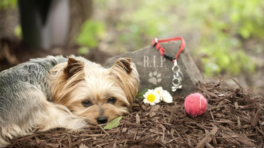 Un perro encima de una tumba