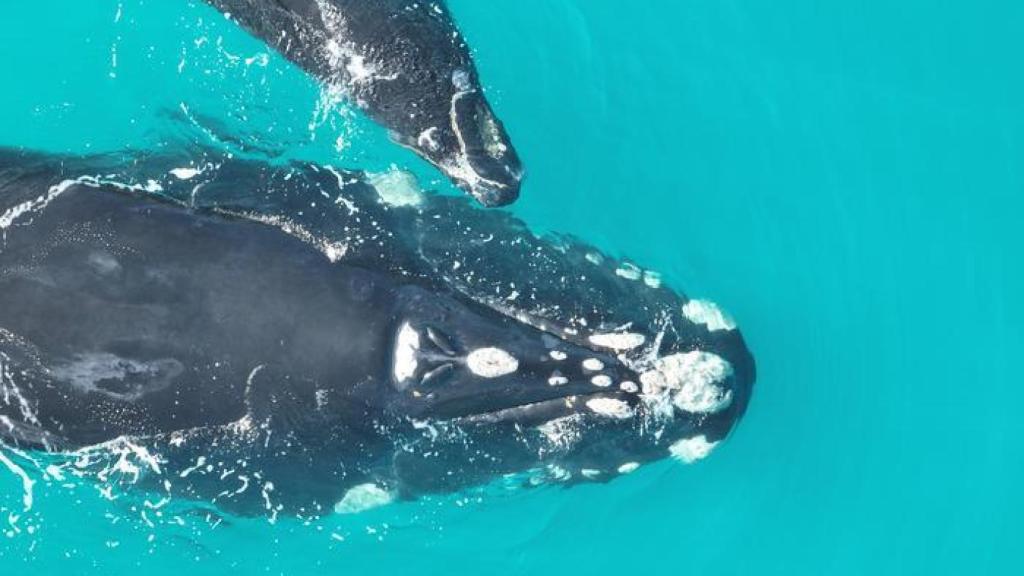 Las ballenas francas australes (Eubalaena australis) han sido descritas en una nueva investigación como una especie centinela del cambio climático.