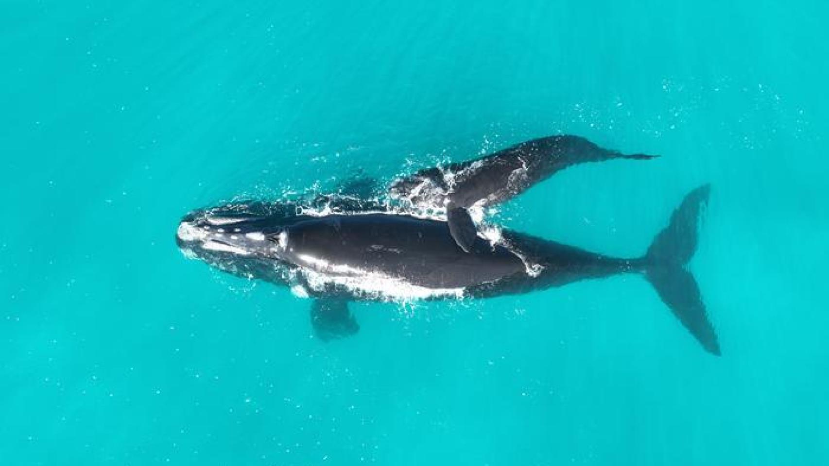 Los investigadores revelan una disminución significativa en la producción reproductiva de la ballena franca austral durante la última década, impulsada por intervalos prolongados entre partos.