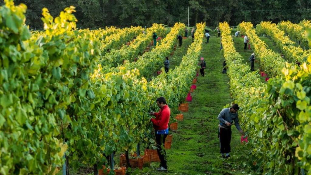 Viñedos en el Pazo de Rubianes