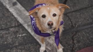 Un perrito anciano.