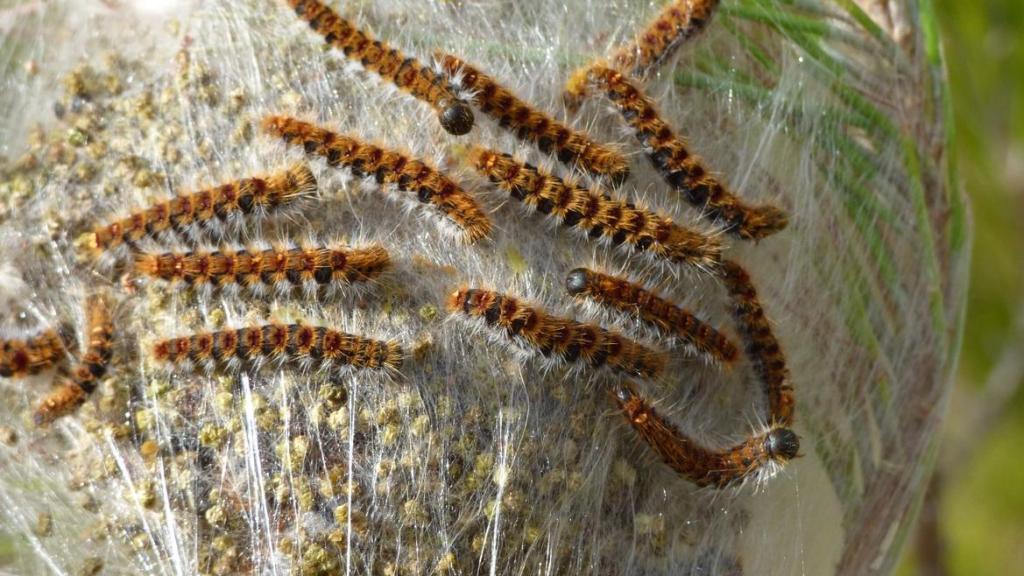 Orugas procesionarias sobre uno de sus característicos nidos en la rama de un pino.