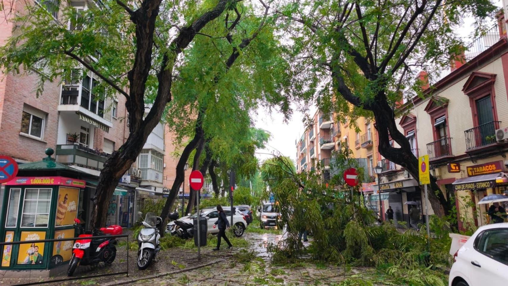 Un árbol bloquea la calle San Jacinto.