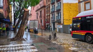 Restos del árbol caído el 13 de febrero en la calle San Jacinto, en Triana.