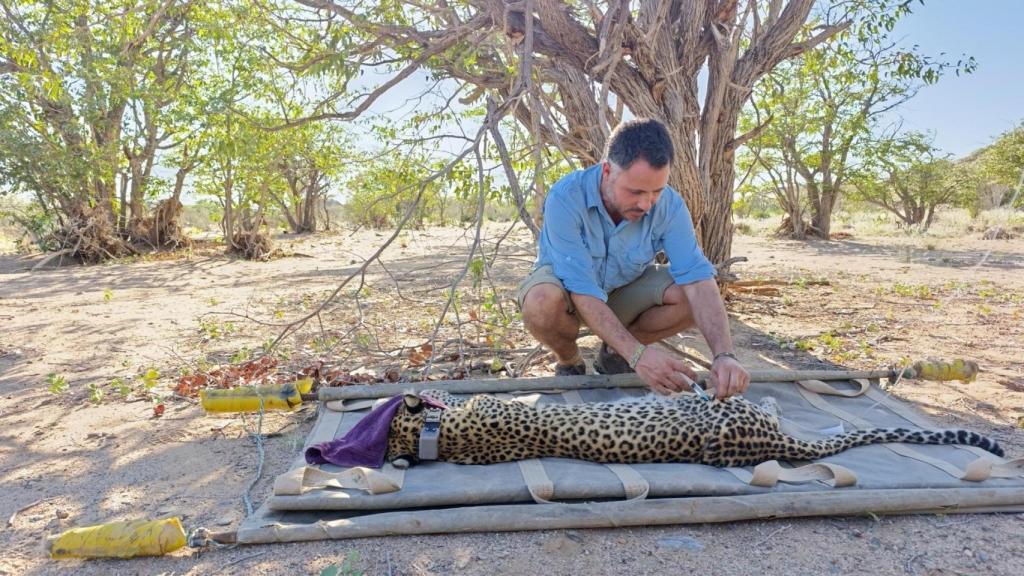 El gallego que cuenta guepardos en Namibia: Hay un total desinterés político por la conservación