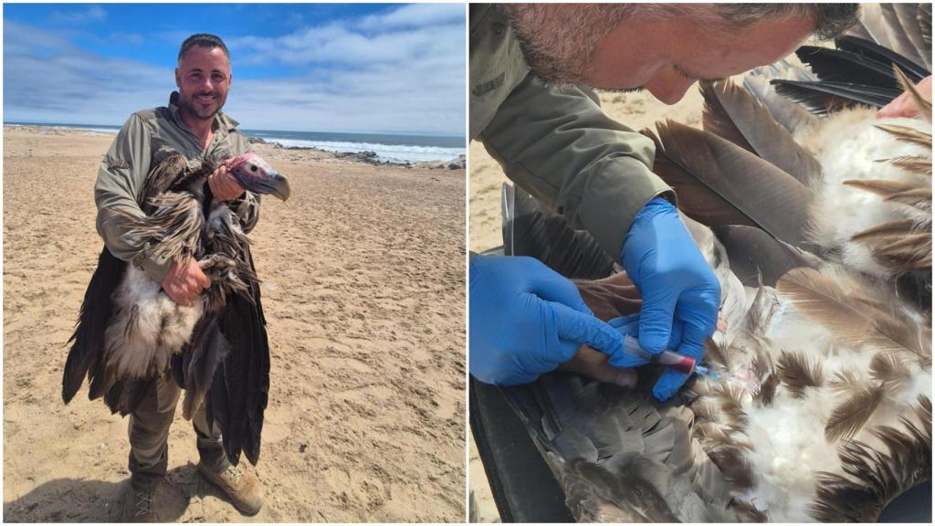 Rubén trabajando con un buitre.