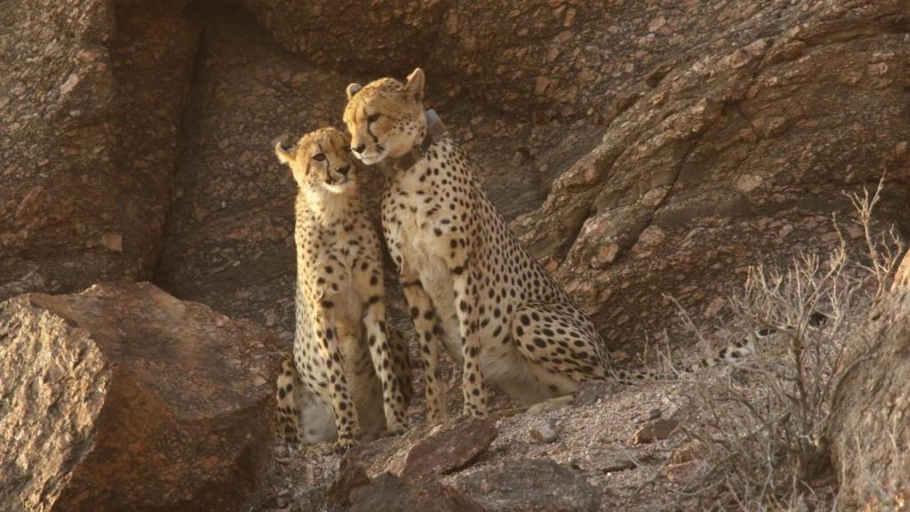 Dos guepardos tras ser capturados por Rubén.
