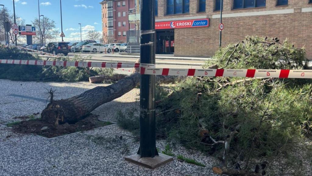 Un árbol caído en Santa Isabel.