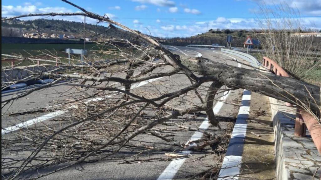 Caída de árbol en Castellón por las rachas de viento. EE