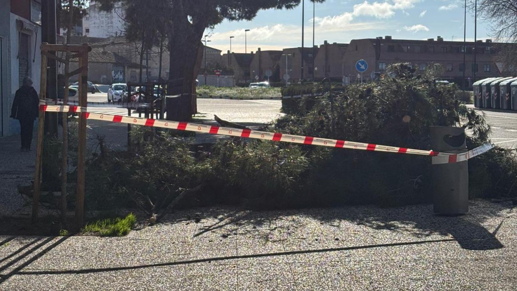 Árbol caído en Zaragoza.