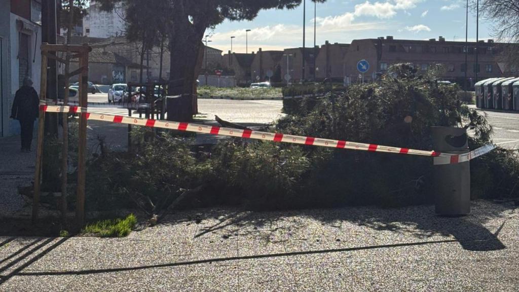 Árbol caído en Zaragoza.