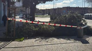 Árbol caído en Zaragoza.
