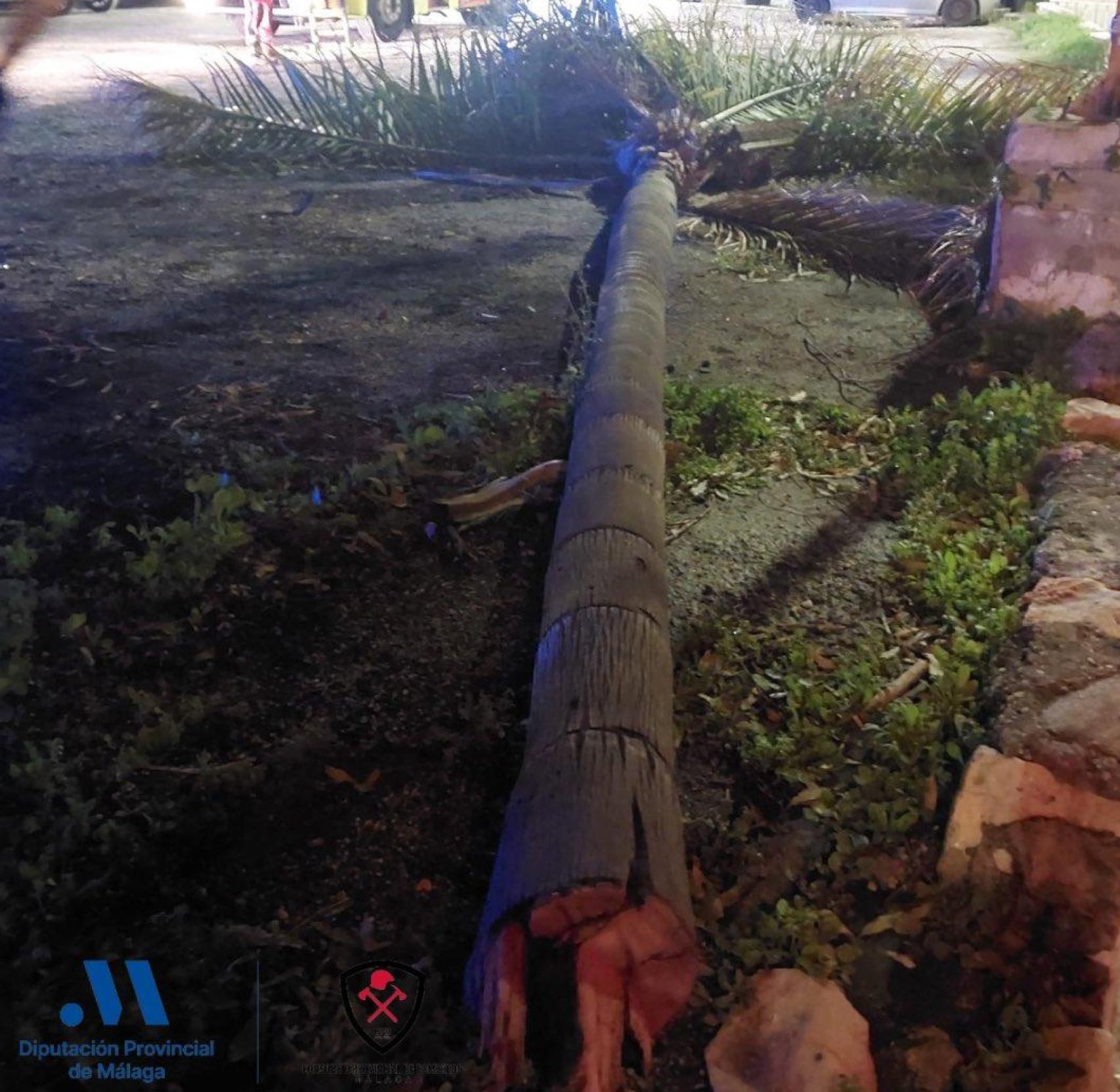Imagen de una palmera retirada de la vía pública en Torremolinos por el Consorcio Provincial de Bomberos.