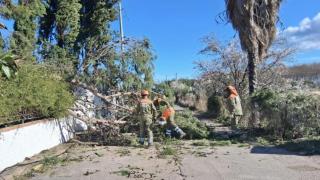 Bomberos retiran un árbol caído por el viento. EE