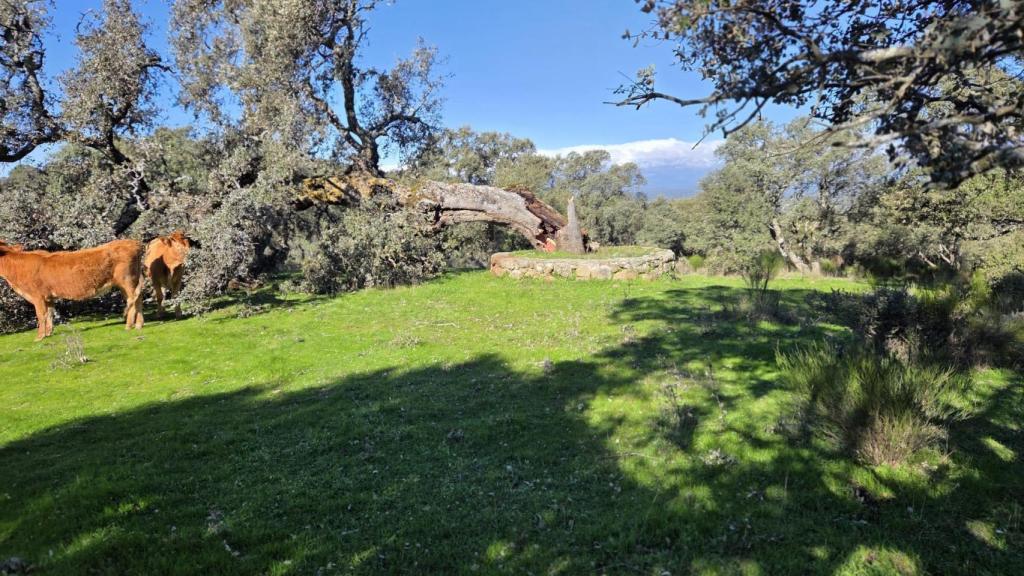 La encina centenaria de Cervera de los Montes (Toledo), caída este sábado.