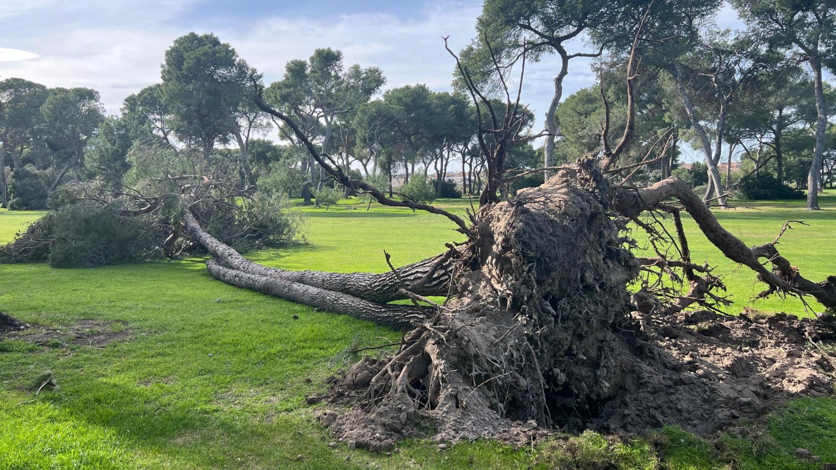 Árbol caído en el Grao de Castellón. Marta Gozalbo