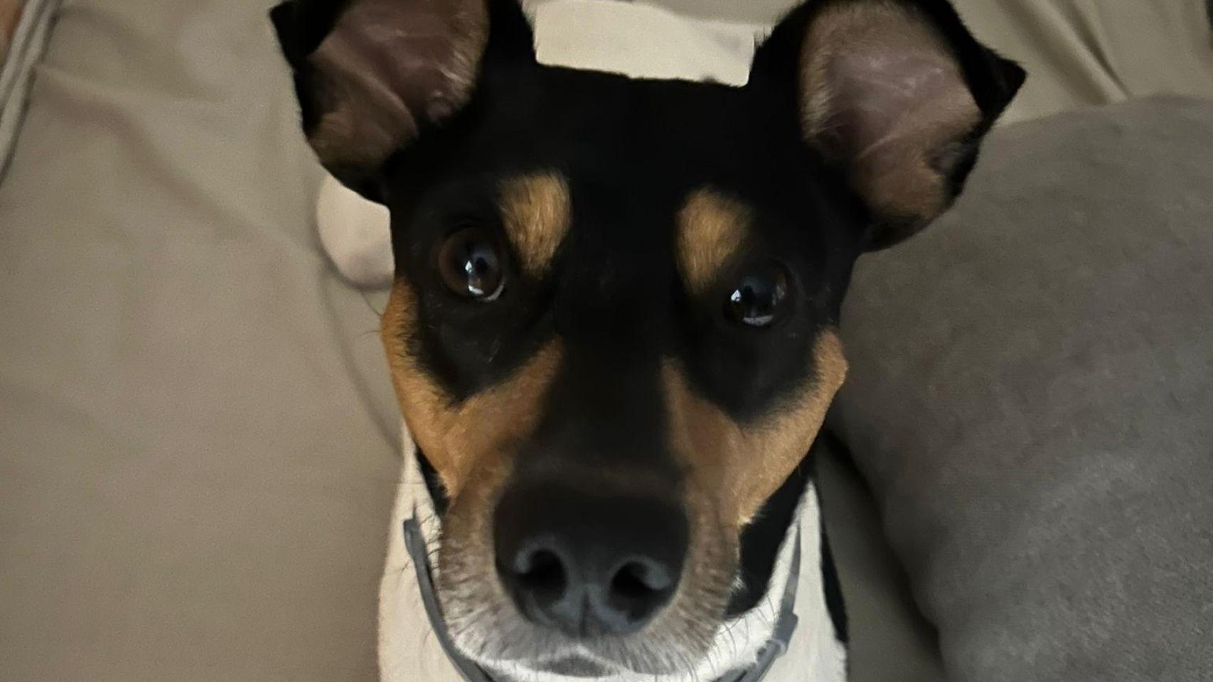 Un perro.
