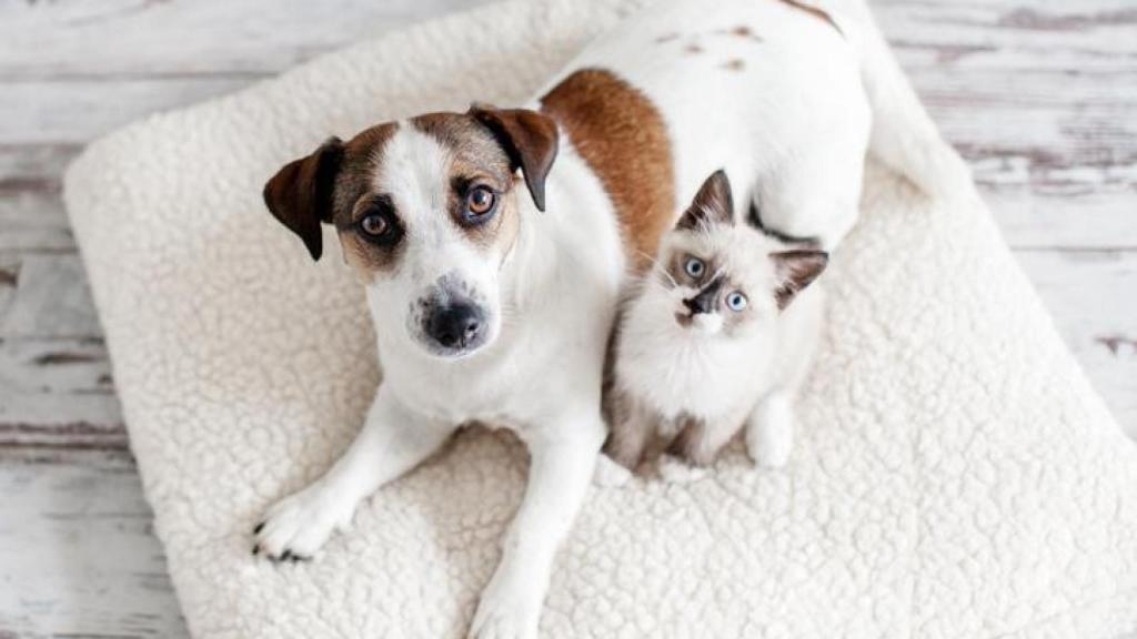 Un perro y un gato juntos.