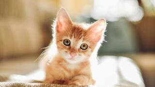 Un gato al sol.