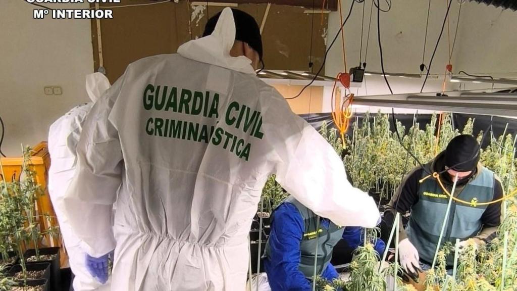 La Guardia Civil desmantela una plantación de marihuana con 560 plantas y detiene a dos jóvenes en Ciudad Rodrigo