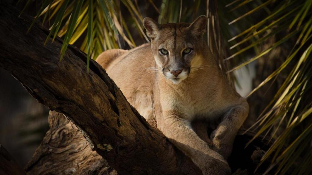 El Puma es uno de los grandes felinos de Mesoamérica.