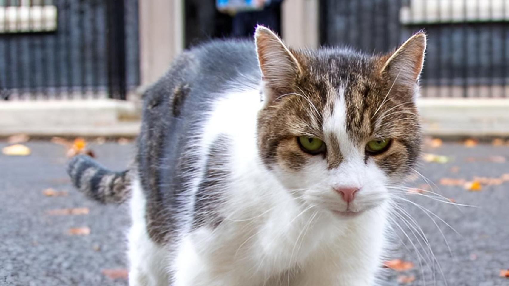Larry The Cat, en frente de Downing Street 10.