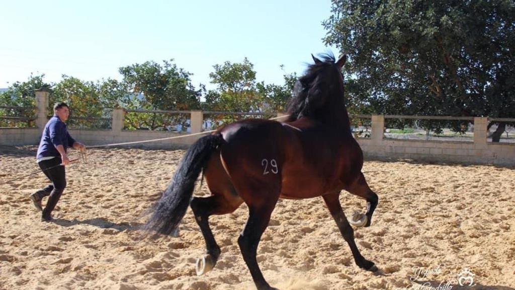 Un vaquero, entrenando con el lazo a un caballo en doma vaquera en la Yeguada El Almendrillo.