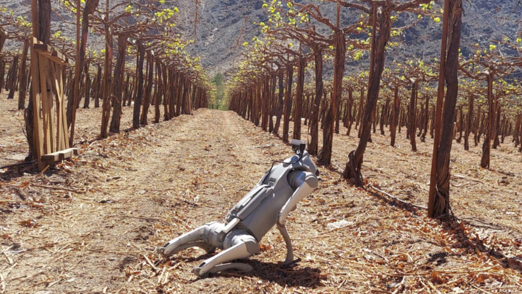 El perro robot que vigila el campo.