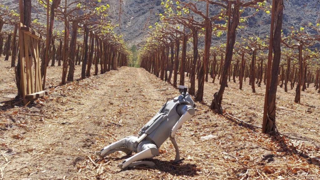 El perro robot que vigila el campo.