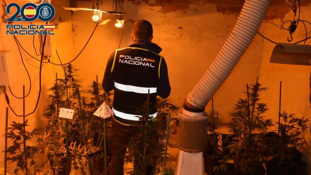 Plantación de marihuana en Alcázar de San Juan.