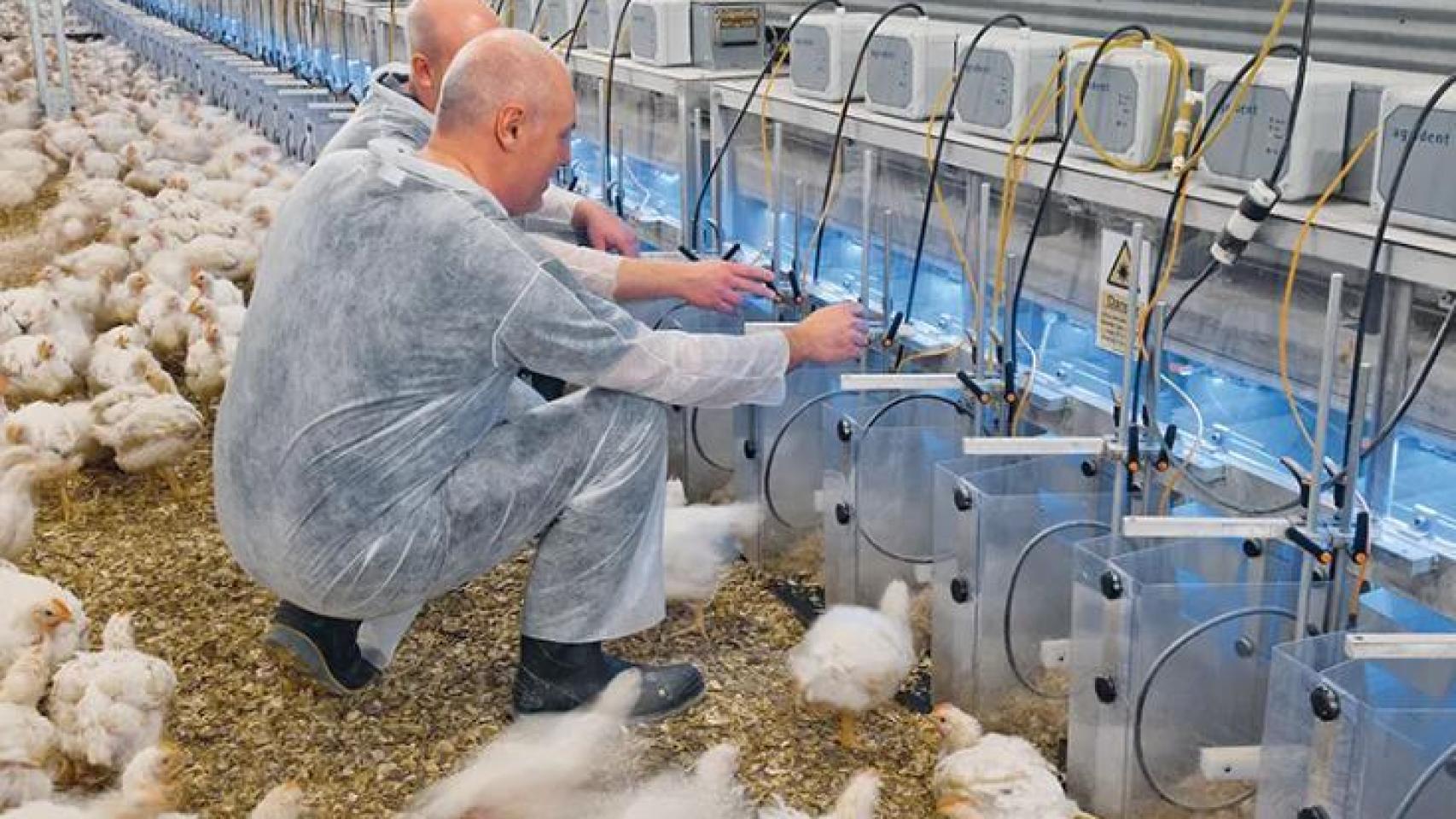 Una de las granjas de Aviagen.