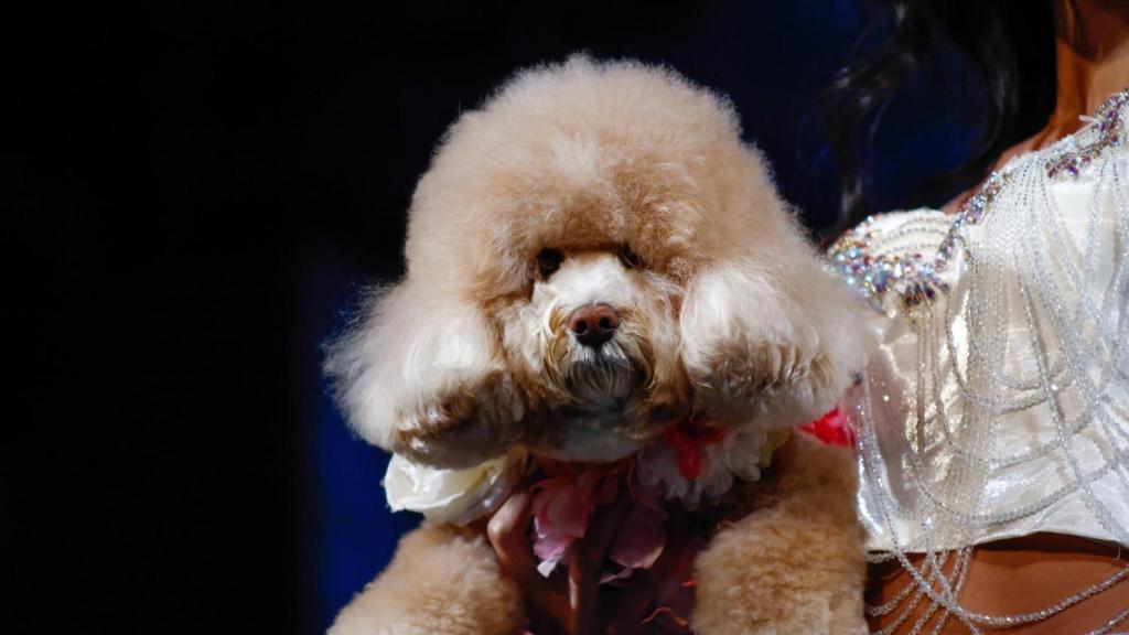 Un perro en brazos de una modelo en la pasarela de Anthony Rubio en Nueva York.