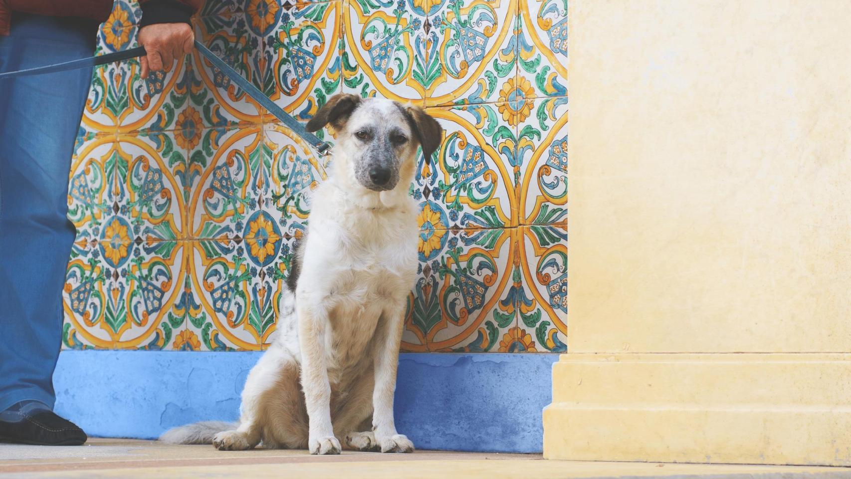 Un perro sentado.