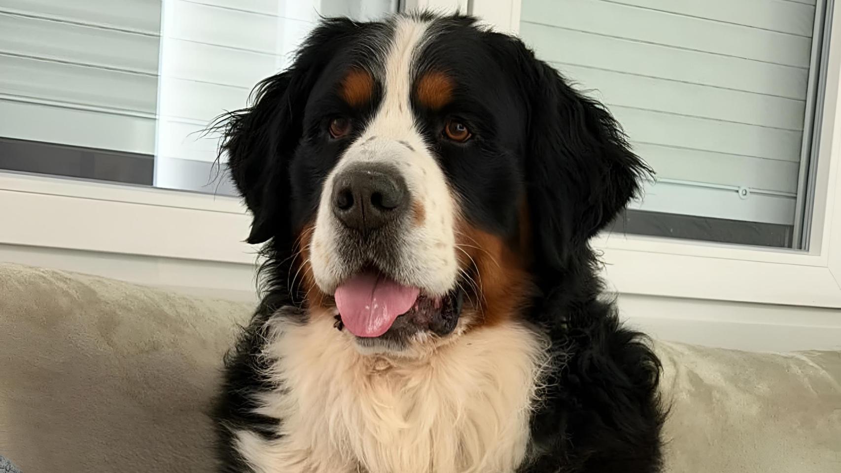 Cairo, el perro desaparecido en Granada.