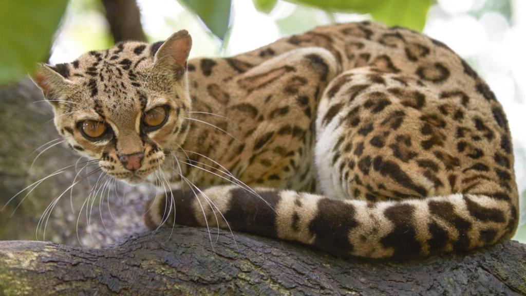 Margay, felino de tamaño medio que caza en los árboles de la Selva Maya.