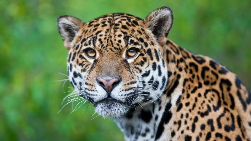 Jaguar, caza principalmente en tierra.