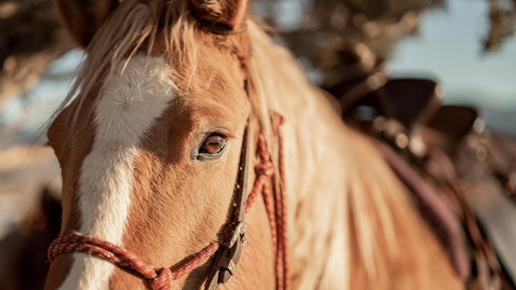 Un caballo en primer plano.