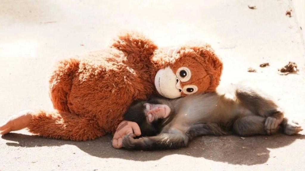 Punch se echa una siesta con su peluche de apoyo.