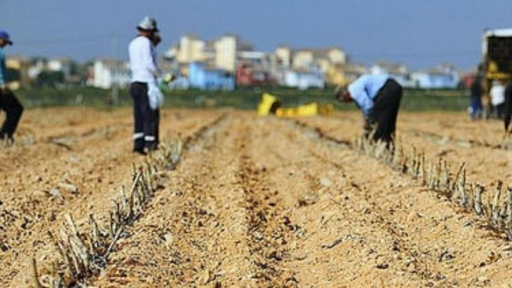 Un grupo de agricultores recolectando en el Campo de Cartagena.